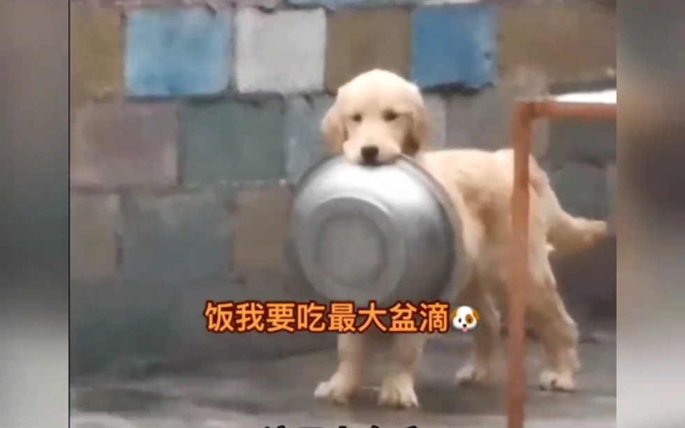 时时刻刻把饭盆叼着的小金毛,还被铲屎官把饭盆踢翻了,实在太可爱了