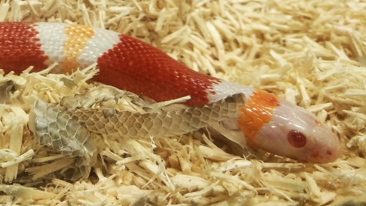 活动作品白化纳尔逊奶蛇短片