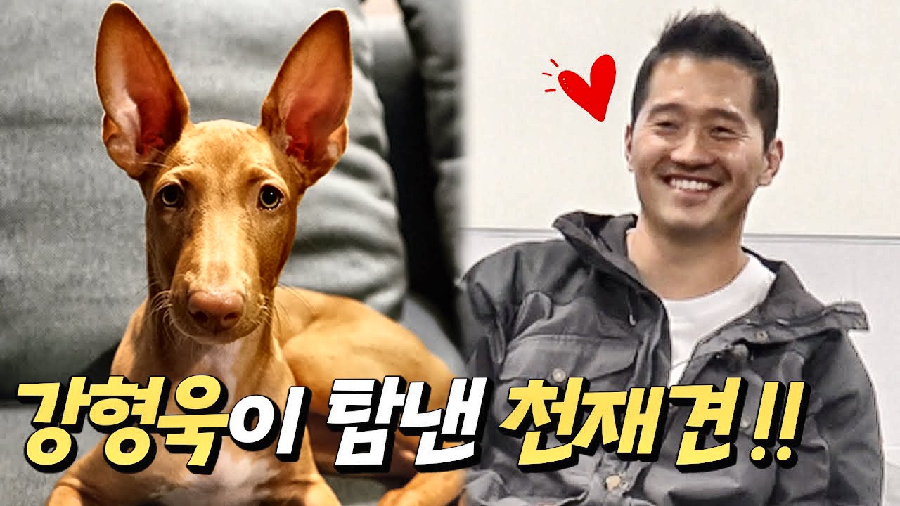 [搬] Dog Trainer Kang [天才狗] 法老王猎犬哔哩哔哩bilibili