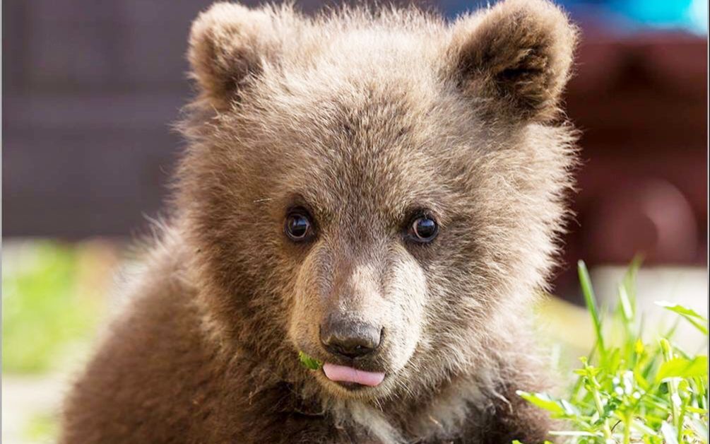 一只小熊是如何捕获战斗民族男人的心?