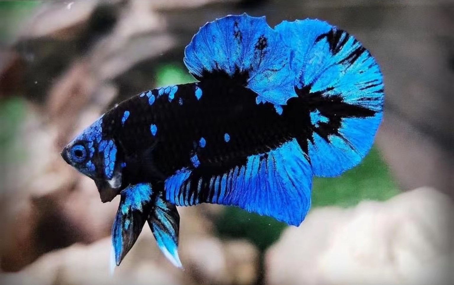 【泰国斗鱼】星河