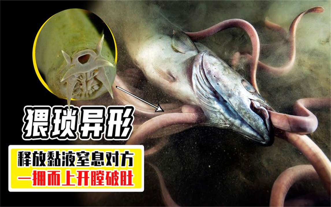 反杀鲨鱼,钻膛破肚,盲鳗依靠喷射黏液,存活5亿年都没灭绝!
