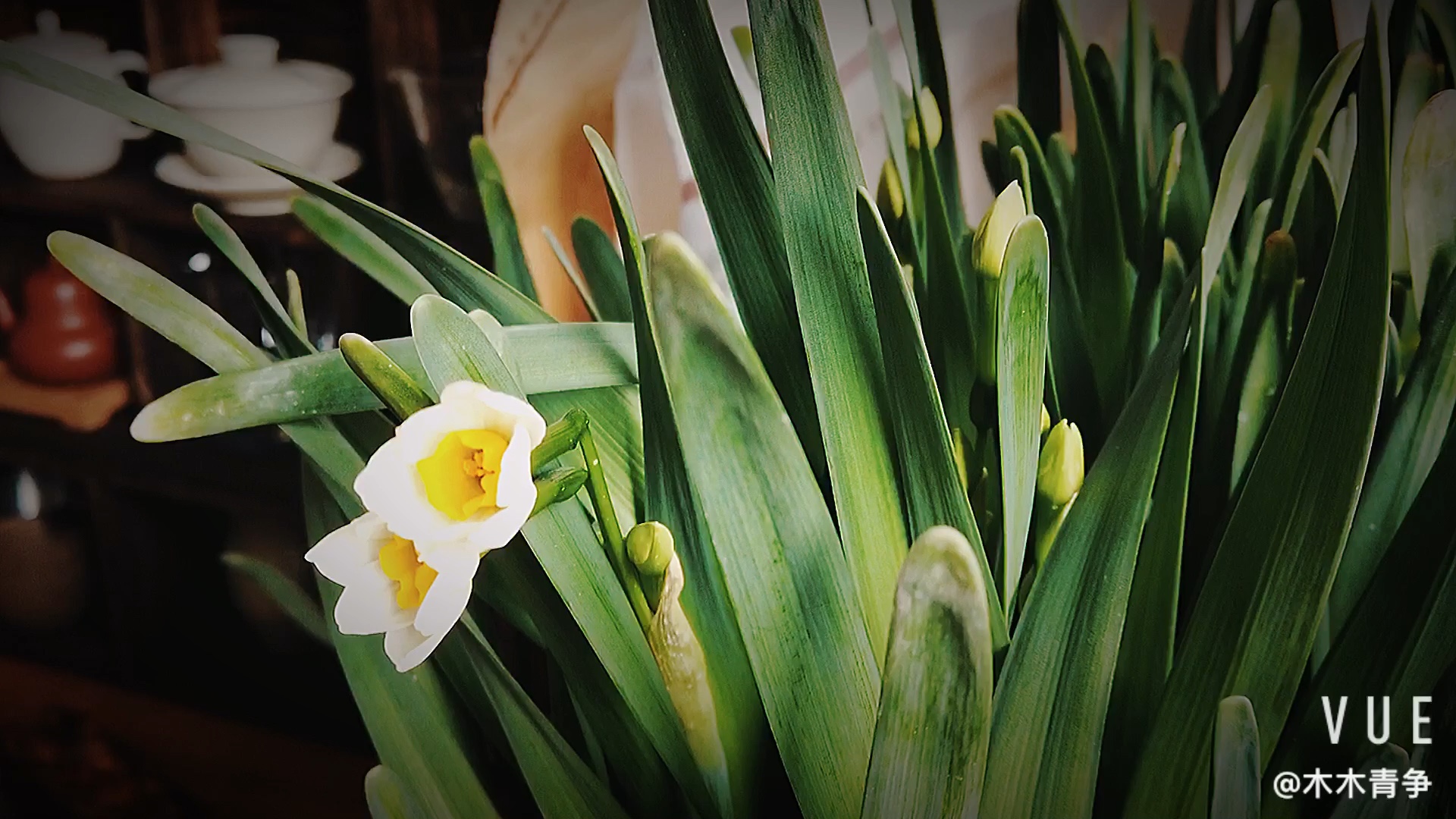 等待一朵水仙花开需要多久?