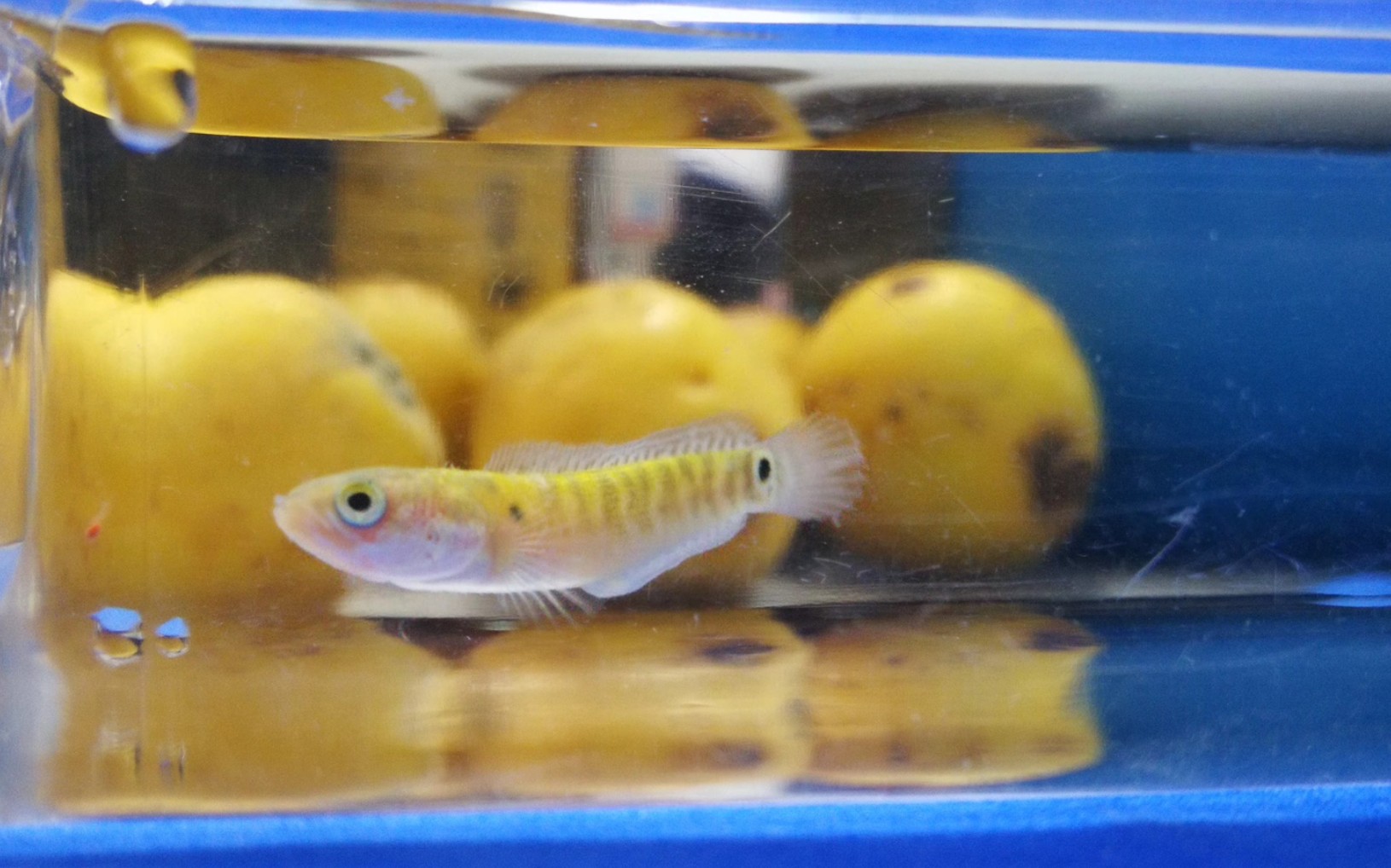 雷龙鱼珍珠赤雷龙鱼开始出现斑纹飒