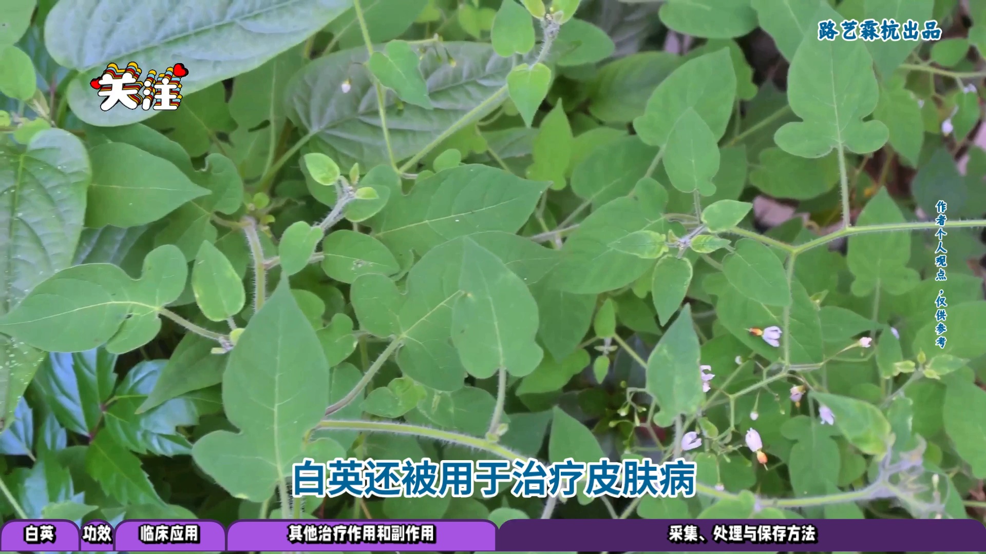 白英:神奇中药材,治疗泌尿系统疾病有奇效