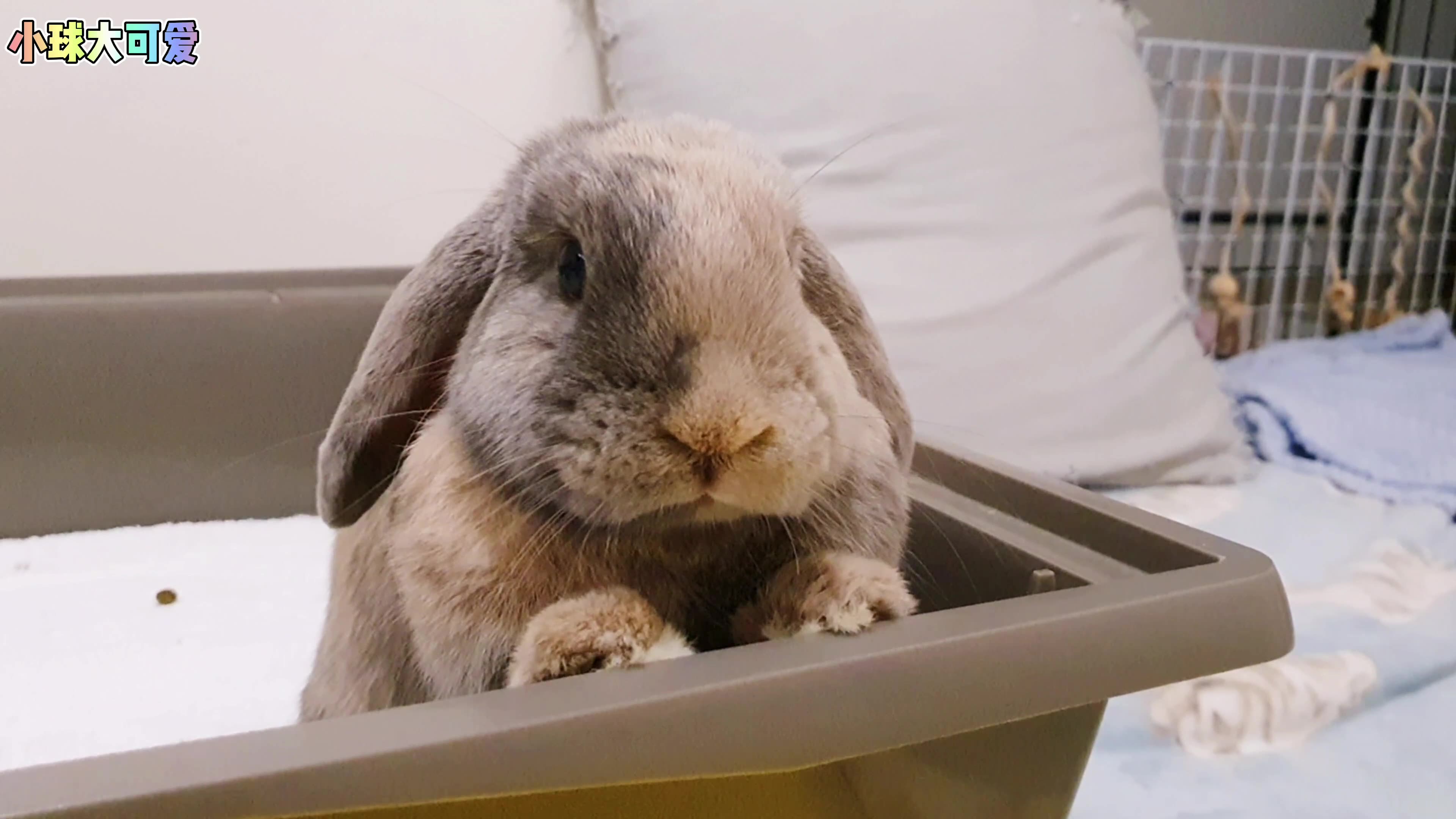 【兔子】超萌球宝~一动不动合集