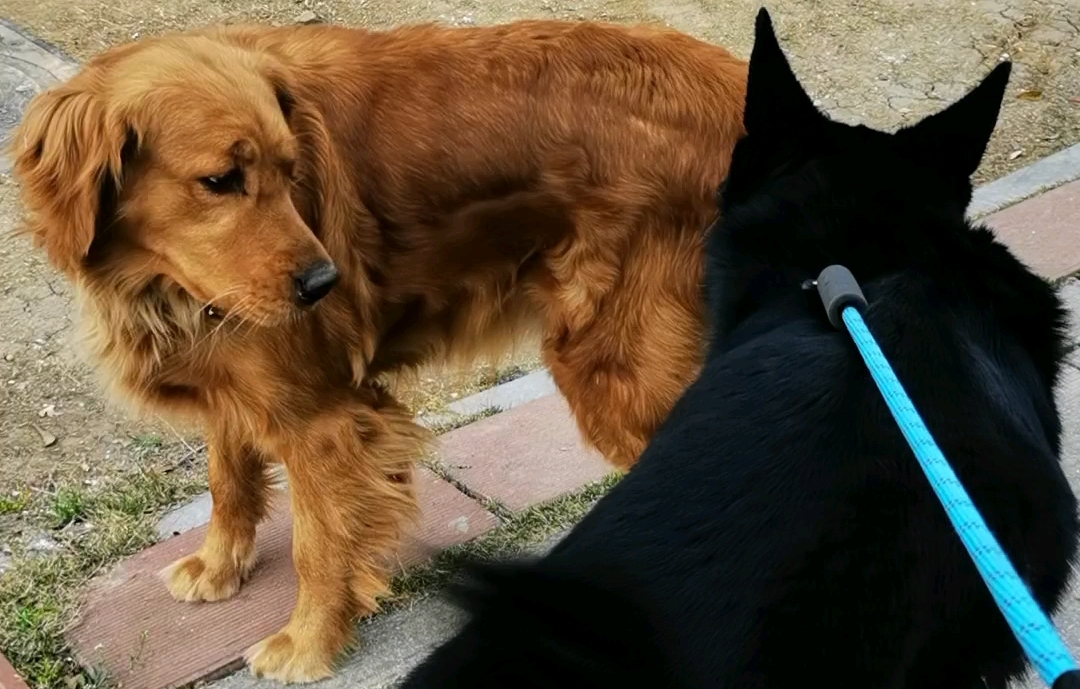 德牧和金毛哪个更厉害?