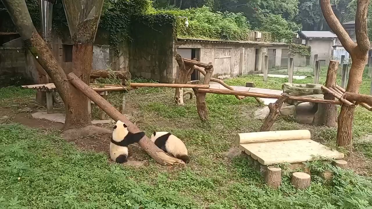 一山不容二"熊"