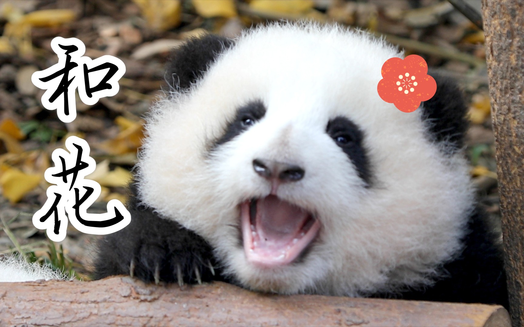 【大熊猫和花】是你的盛世美颜花花吖