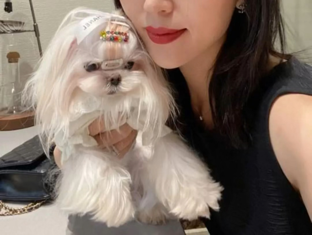 明星网红都在养的狗!