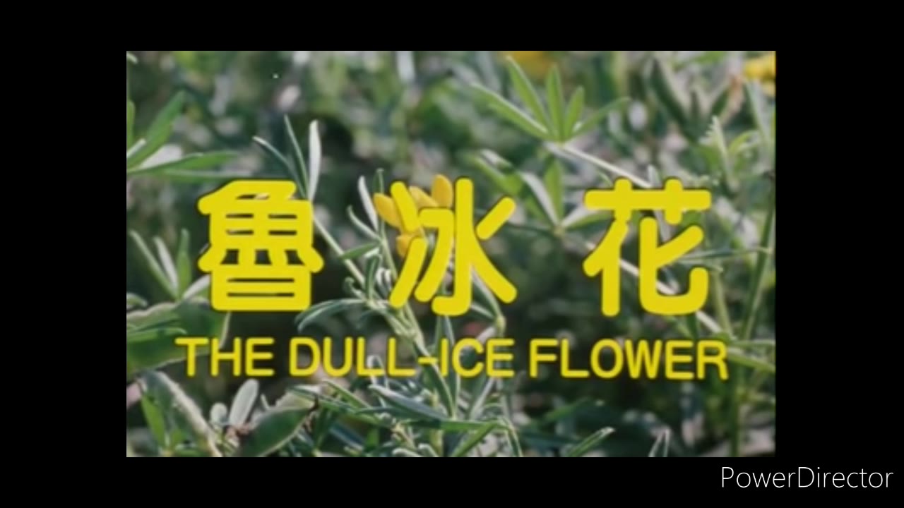 英文翻唱曾淑勤鲁冰花