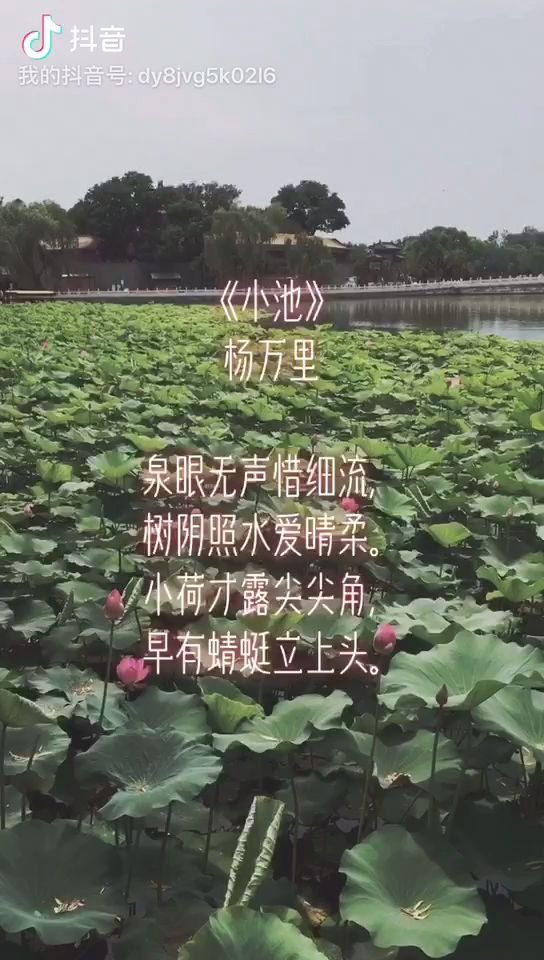 活动作品每日背诗1荷花篇小池杨万里