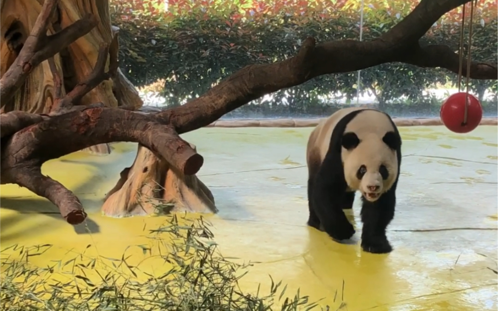 0429长腿欧巴大熊猫伟伟