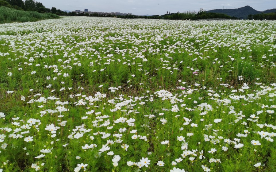 [图]看到这个花海更为陈师姐意难平