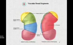 Descargar video: 64.肾的结构