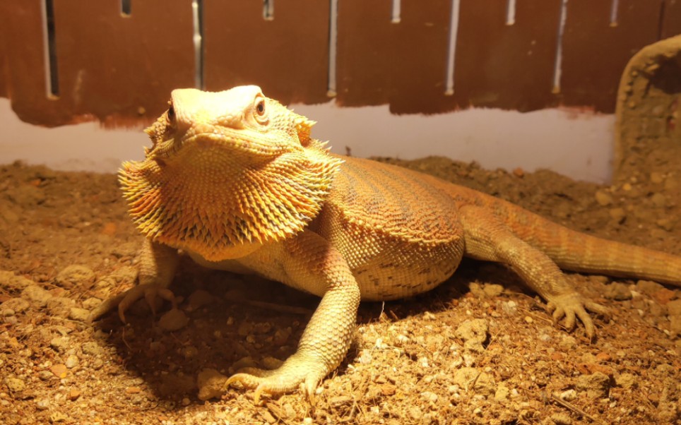 展示一下他的喉扇