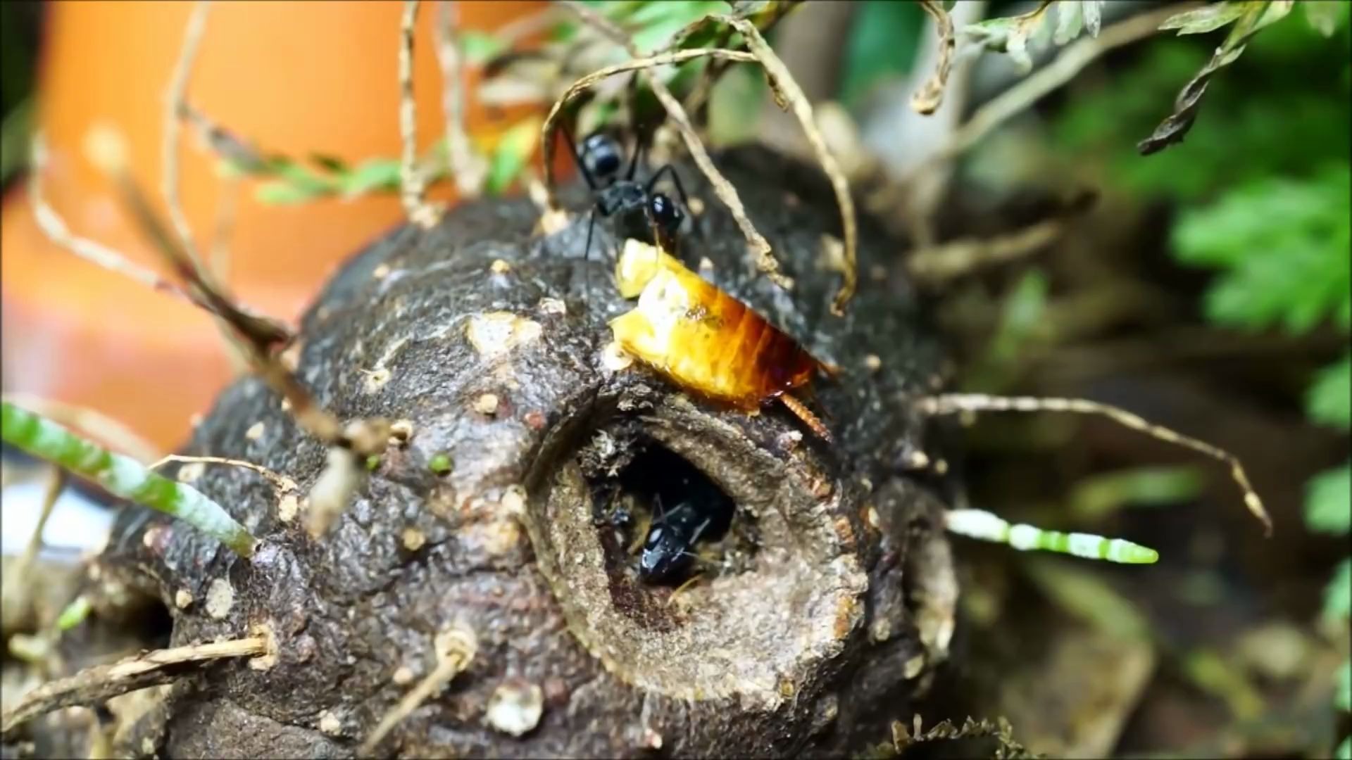 破坏巨眼蚁搬运食物,无视身边的跳虫 gigantiops destructor