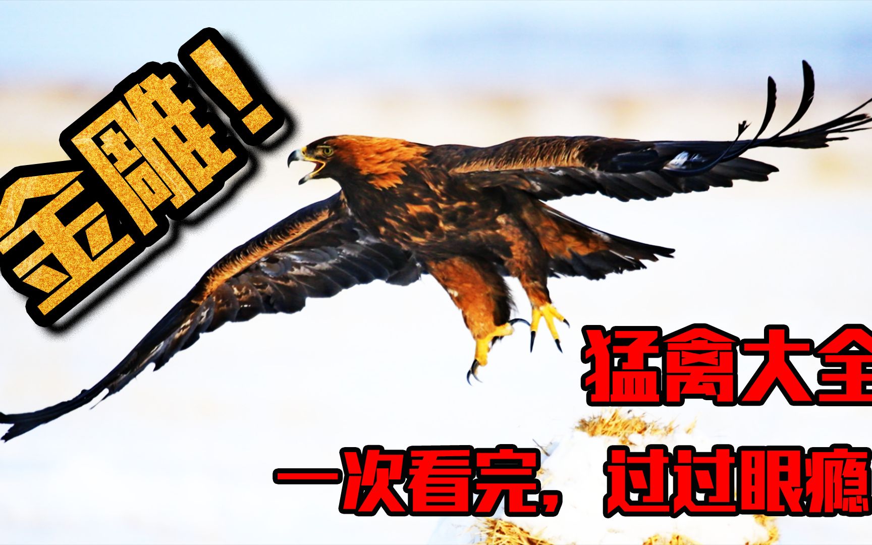 猛禽该如何分辨?金雕、苍鹰、鵟、游隼、鸢、鸮,你能认出来吗?哔哩哔哩bilibili