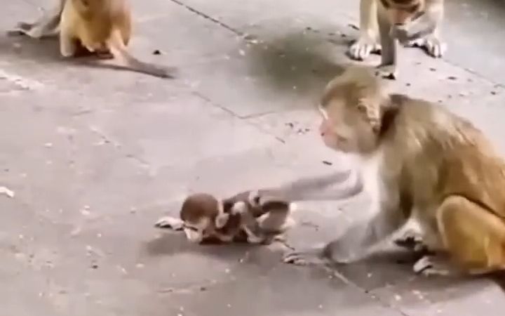 [图]大猴殴打掀翻发颠的小猴宝，太残忍了