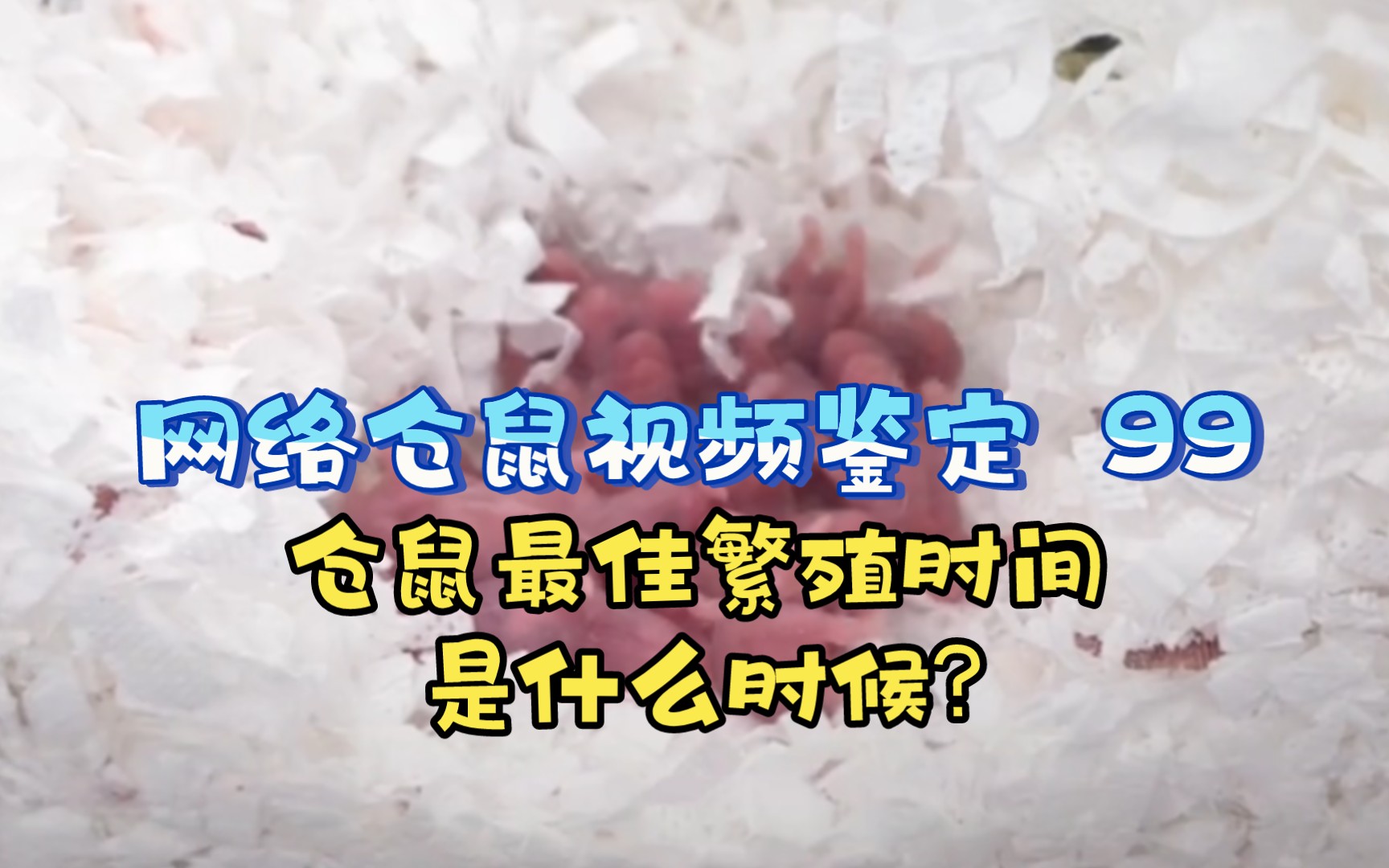 【网络仓鼠视频鉴定 99】仓鼠最佳繁殖时间是什么时候?哔哩哔哩bilibili