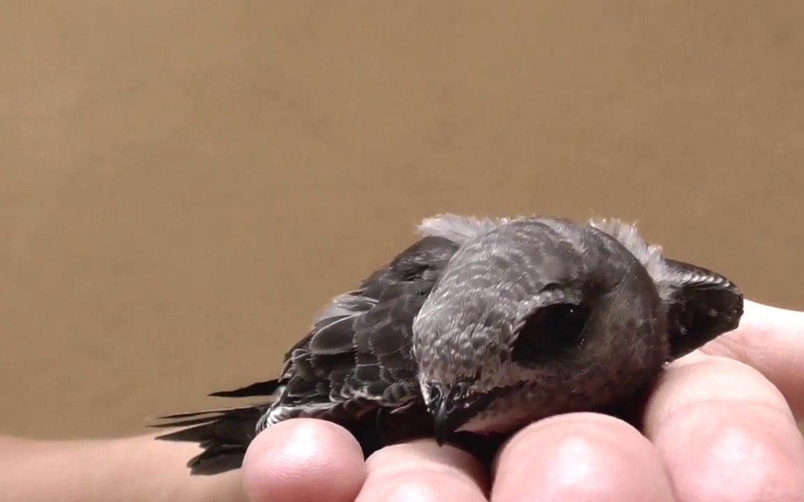 [普通雨燕]照顾雏鸟的一天