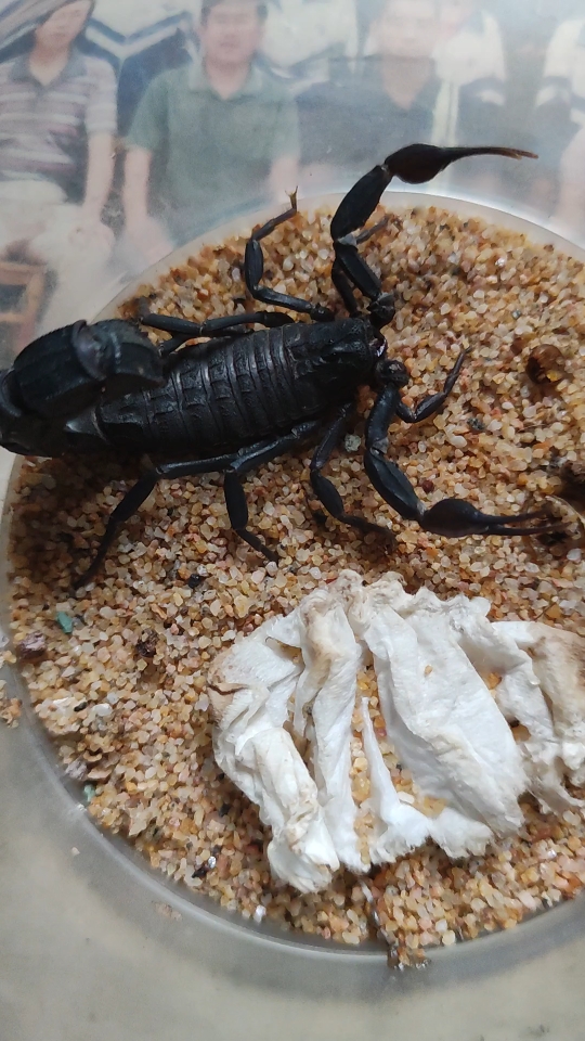 黑肥尾蝎_哔哩哔哩_bilibili