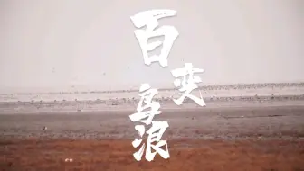大美营口—千变万化营口鸟浪