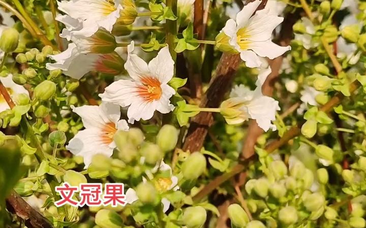 【植物科普】文冠果:无患子科文冠果属落叶灌木或小乔木.哔哩哔哩bilibili