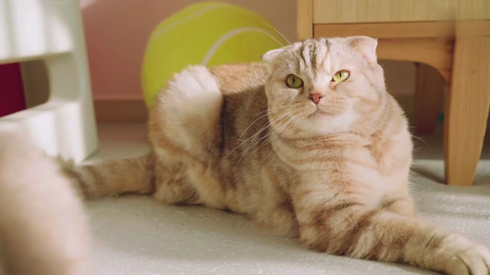 可爱搞笑的宠物 爆笑的动物._哔哩哔哩 (゜-゜)つロ 干杯~-bilibili