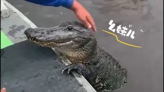 Скачать видео: 鳄鱼家族中的小可爱，打不过大鹅的扬子鳄！