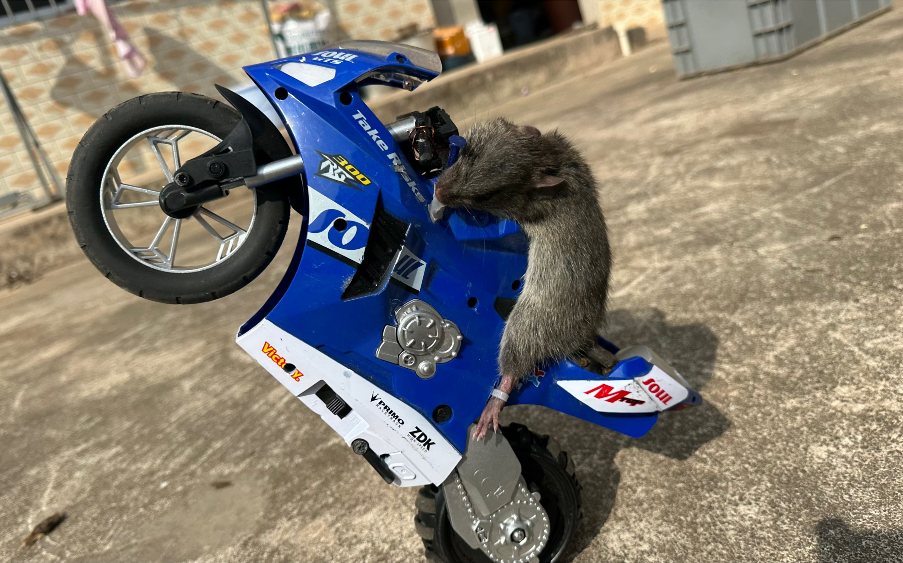 当老鼠开上机车,前方请绕路!