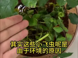 Download Video: 一招帮你搞定花盆里的小飞虫！