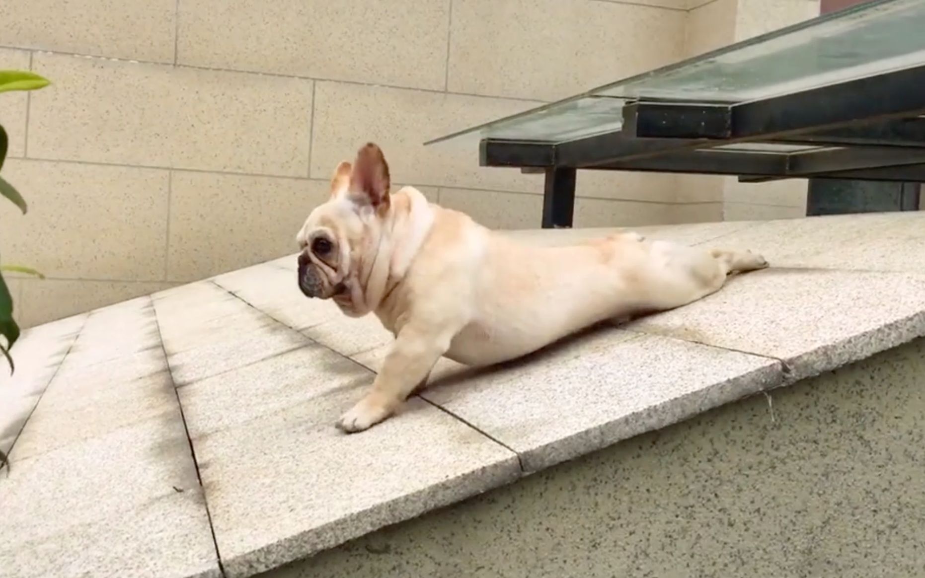 狗:听说这样走路就有人给钱了,我得好好学学