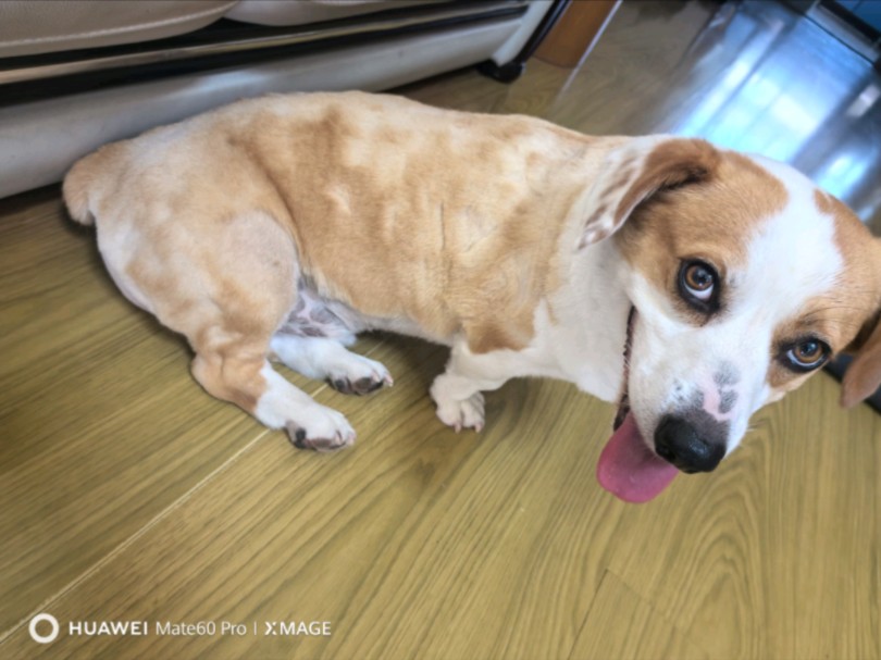 ee们,我还能走小朋狗颜值路线麽#柯基腊肠串串#花耳朵