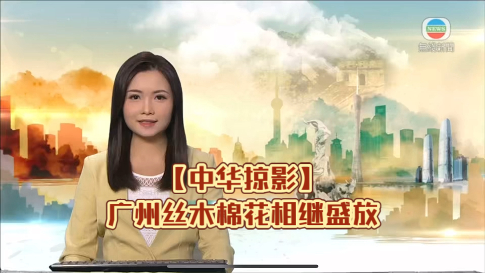 (TVB新闻)【中华掠影】广州丝木棉花相继盛放哔哩哔哩bilibili