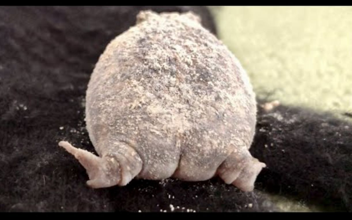 【馒头蛙】呱呱的全pp特集99_哔哩哔哩_bilibili