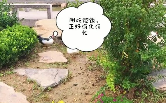 [图]【学霸街访】三只天鹅正在悠哉游哉地在小路上散步