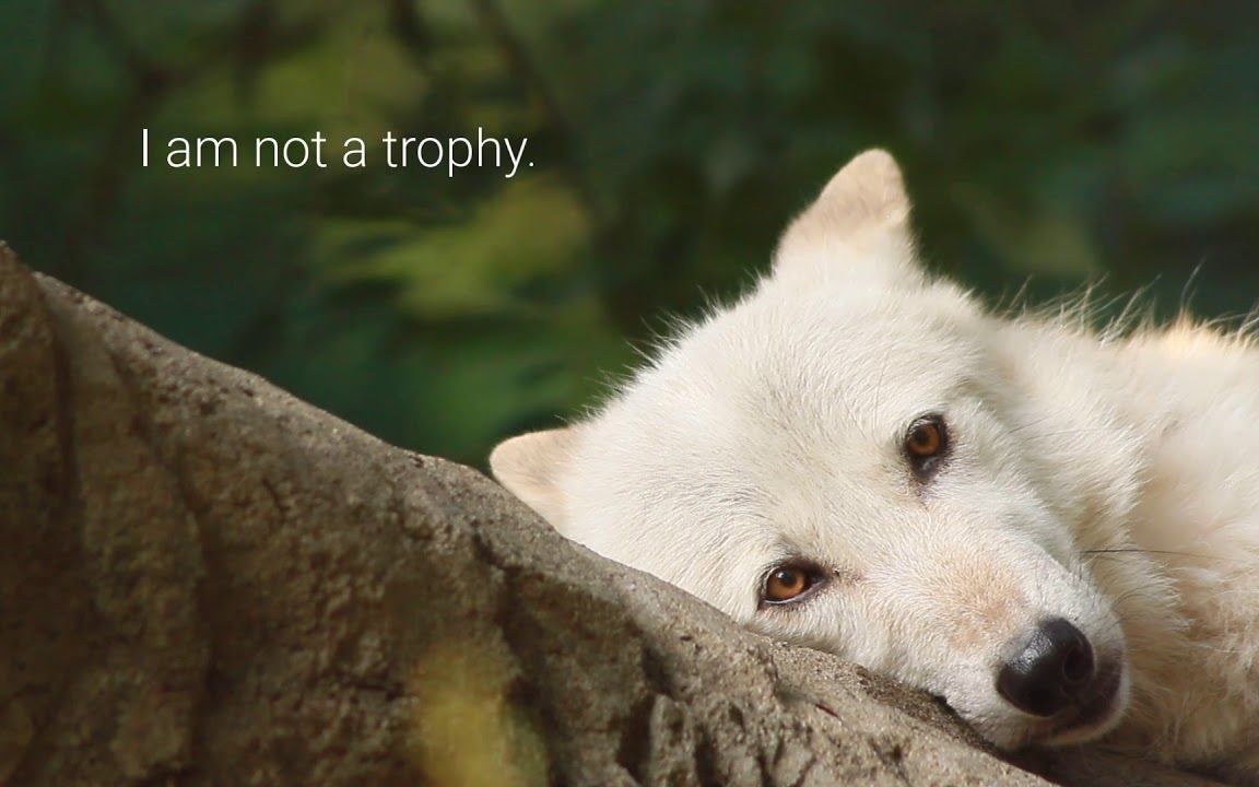 躺着发呆的狼狼也emo喽~-桃月廾匸-狼狼合集-哔哩哔哩视频