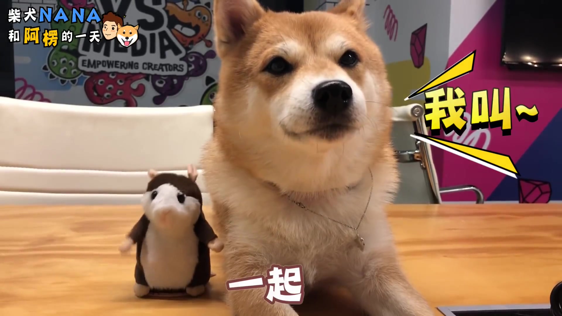 【微思萌宠】我们一起学猫叫~喵!柴犬nana不爽居然骂脏话了!