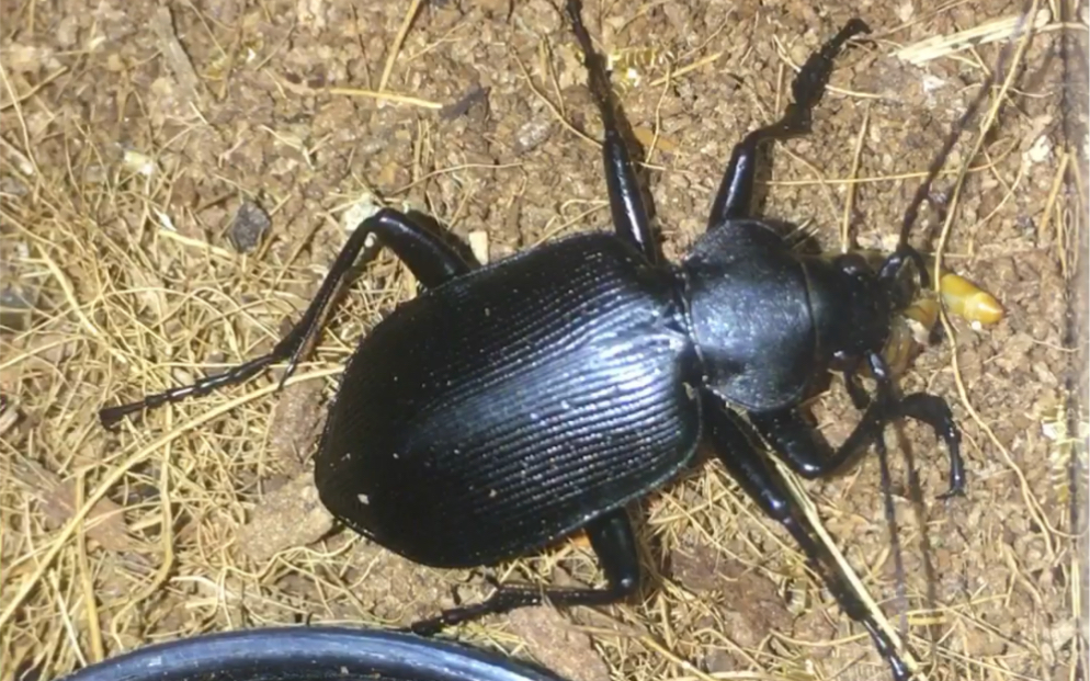 超下饭的大星步甲进食