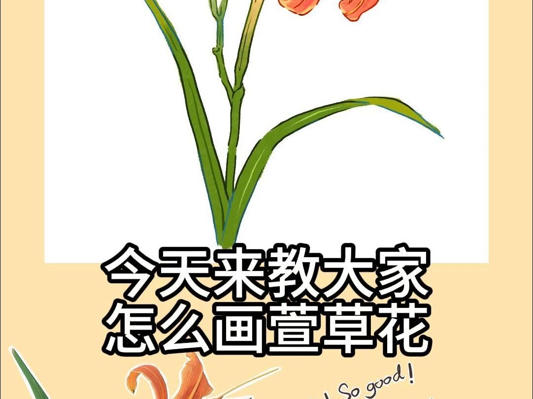 萱草花绘画教程