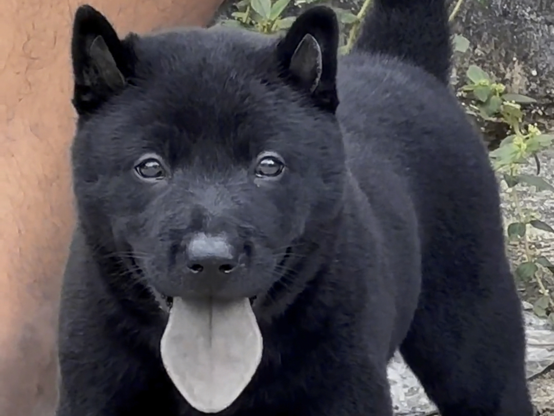 它全身上下除了牙齿是白的,其他都是纯黑无杂毛的