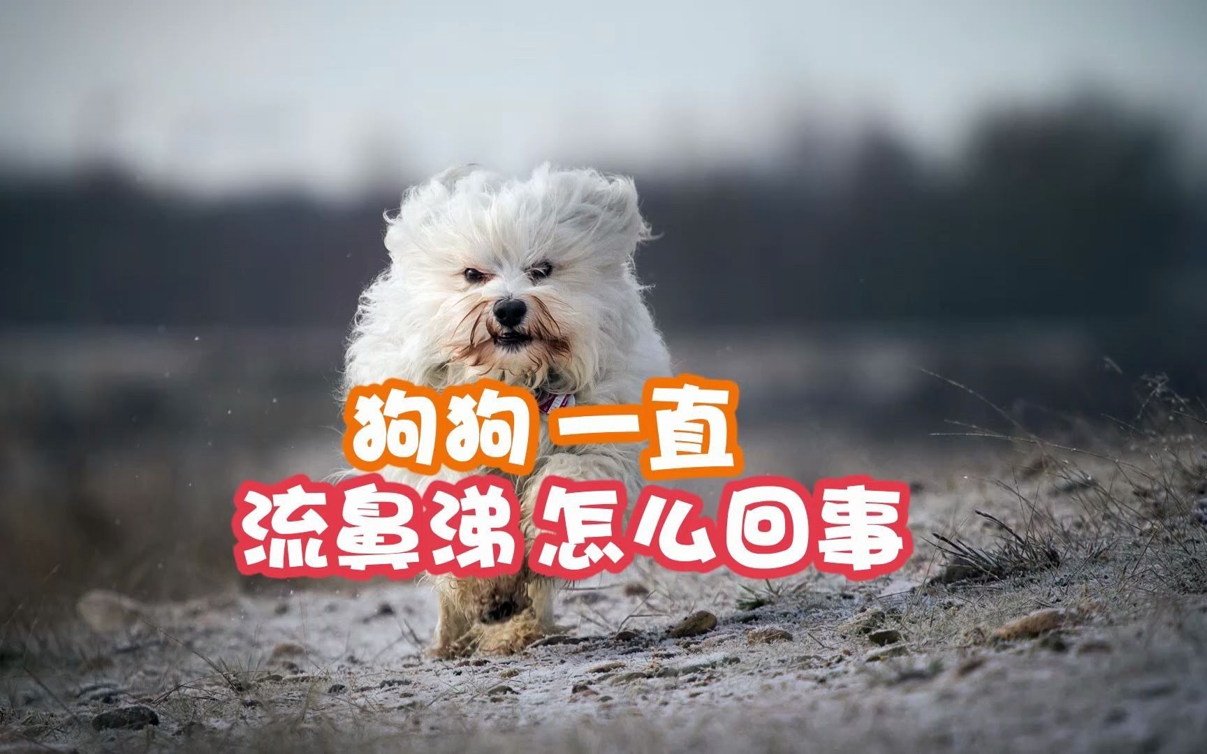 狗狗一直流鼻涕怎么回事?哔哩哔哩bilibili