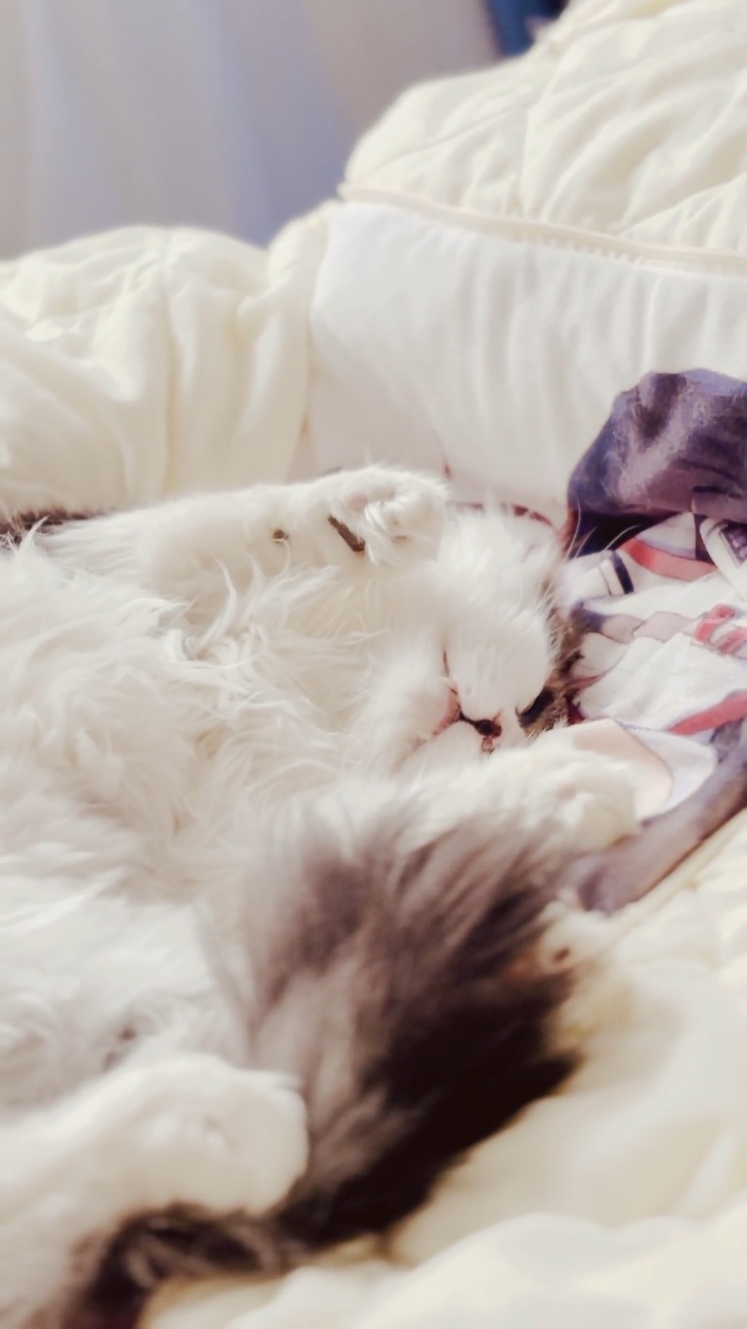 睡着了还用尾巴回应的小猫咪谁能拒绝000000