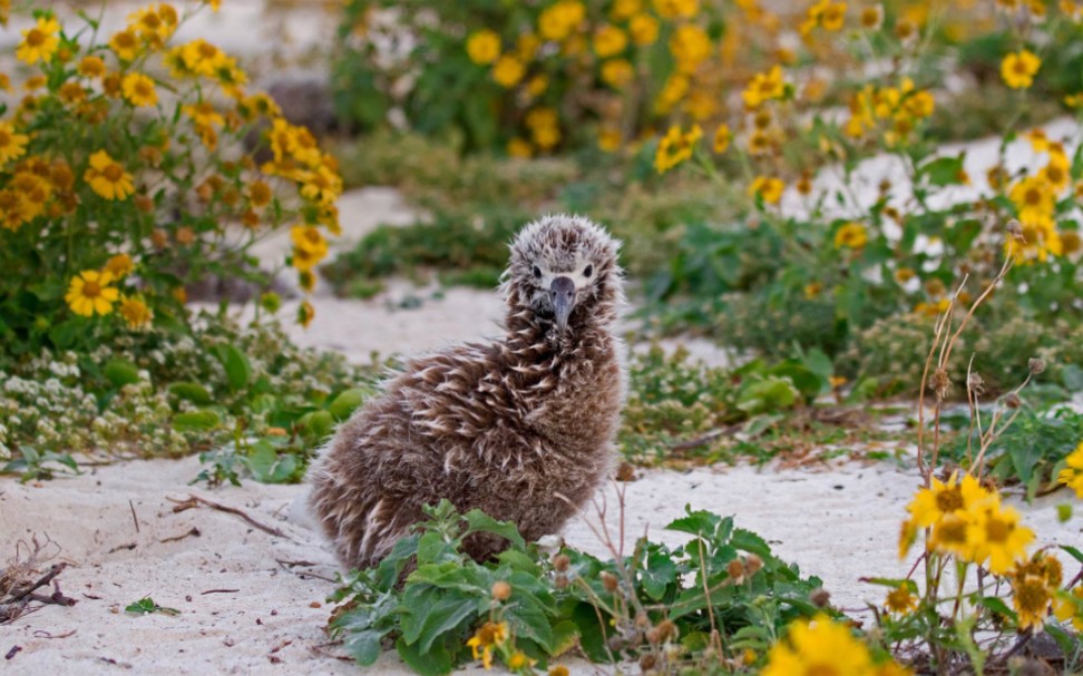 西北夏威夷群岛中途岛环礁上的黑背信天翁雏鸟 (08 jaymi heimbuch