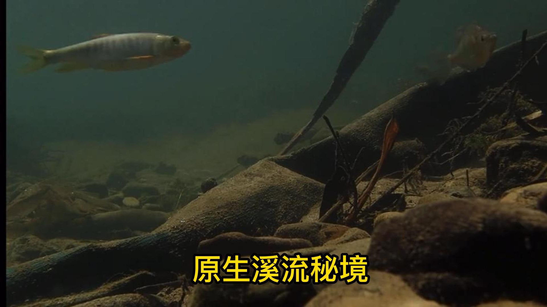 原生溪流秘境,大自然才是真正造景大师