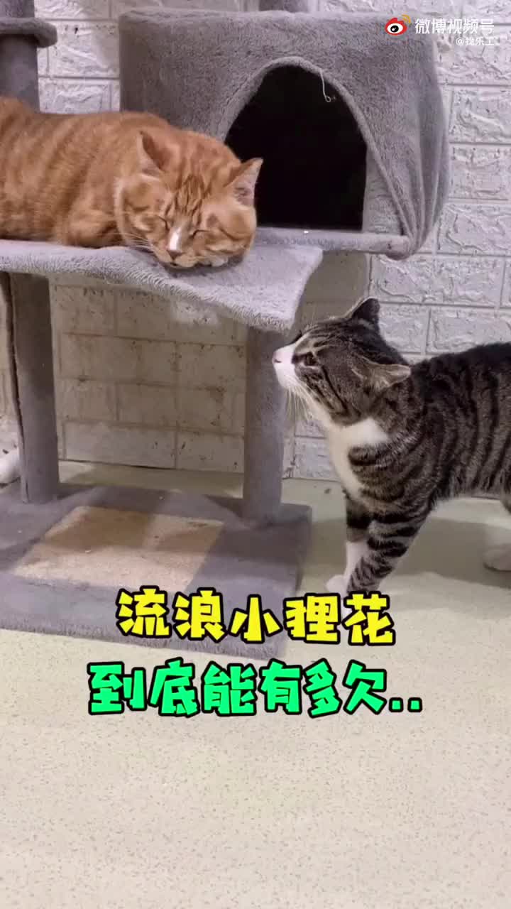 主人的惩罚哔哩哔哩bilibili