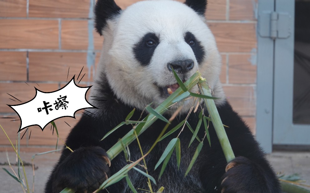 【大熊猫竹韵】201107快来苏州看建筑大师虎妈_哔哩哔哩 (゜-゜)つロ