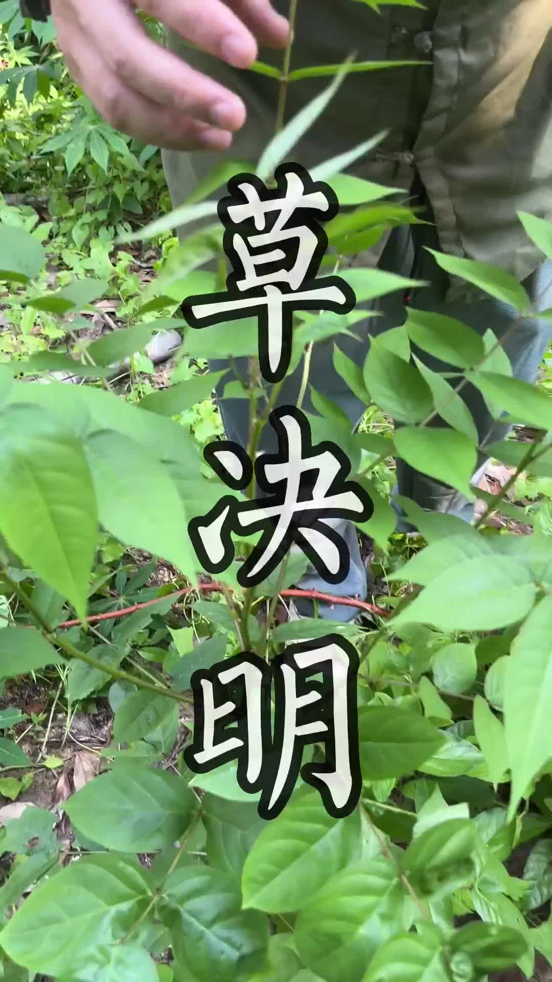 这种青草叫做草决明#青草#三农#植物哔哩哔哩bilibili