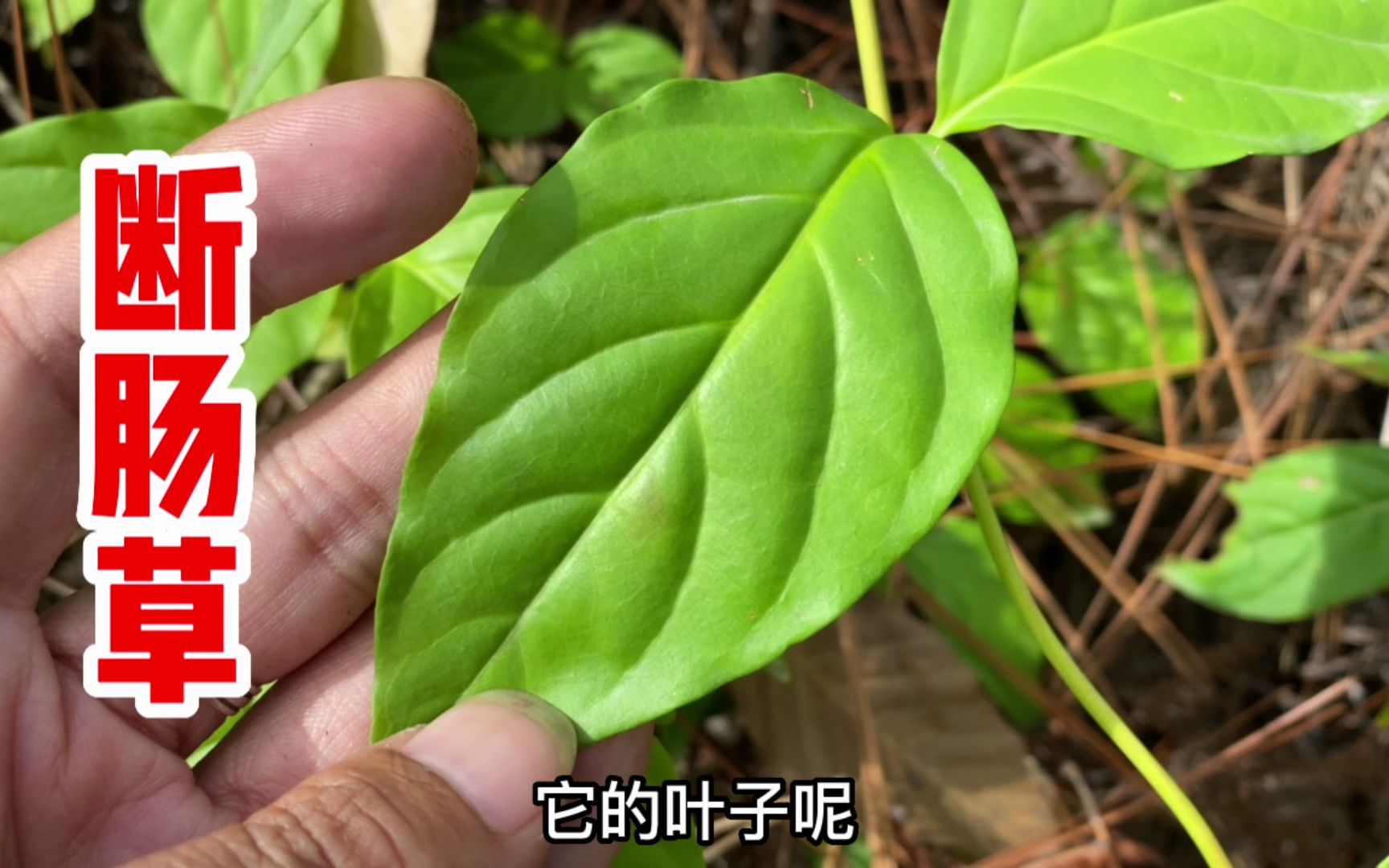 剧毒植物钩吻也叫断肠草,距它几米内草本均不能用,遇见请远离!哔哩哔哩bilibili